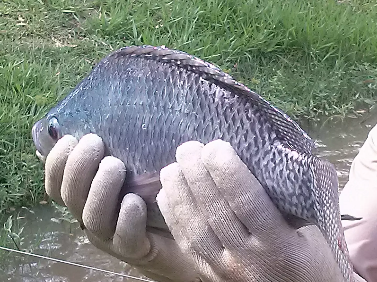 EXPORTAÇÃO DE PESCADOS ][ Fim de tarifaço nos EUA impulsiona retomada da piscicultura